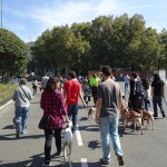 VII Quedada de Perros Viajando por Madrid