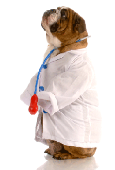 doctor-bulldog