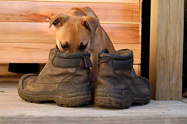 dog-smelling-boots