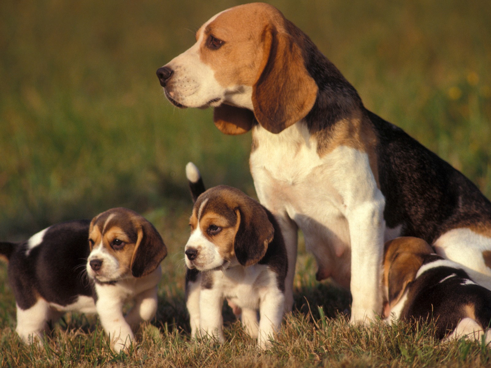 Beagle-mom-and-pups