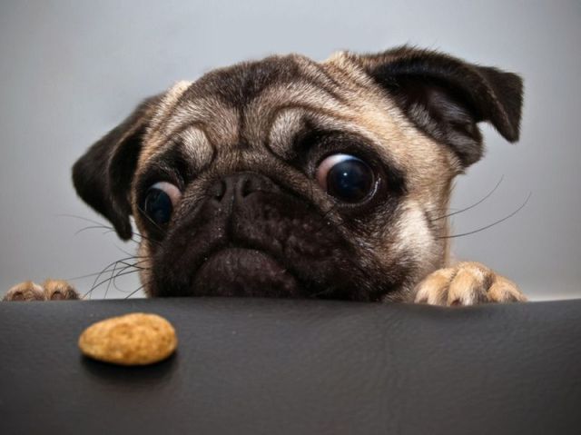 funny-pug-picture-with-biscuit
