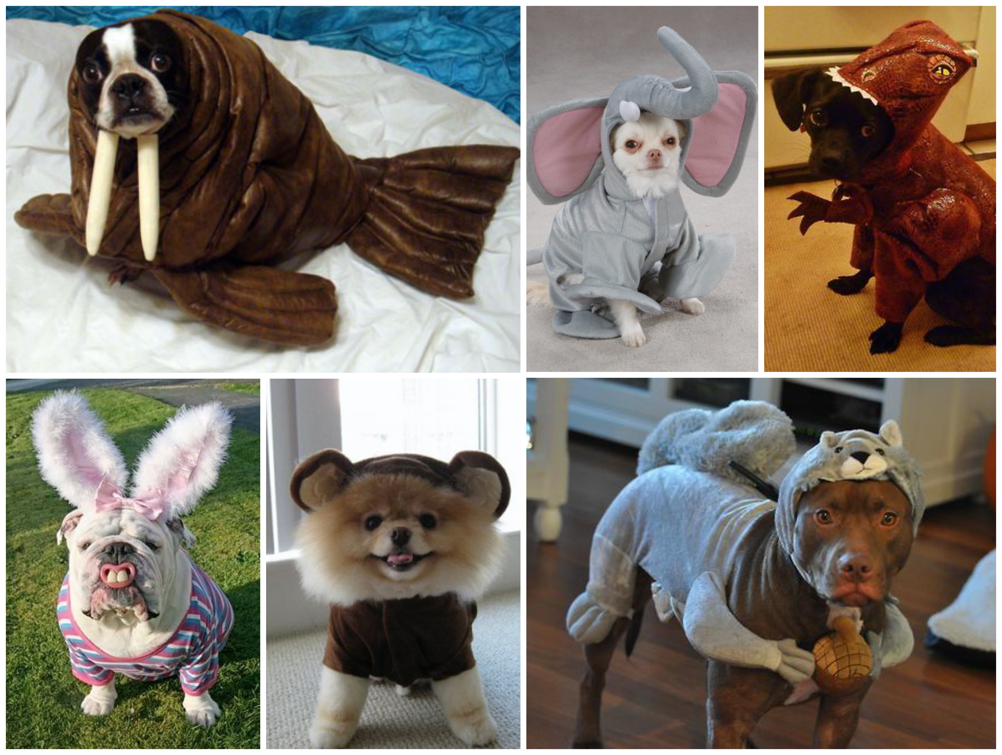 chiens déguisés Halloween