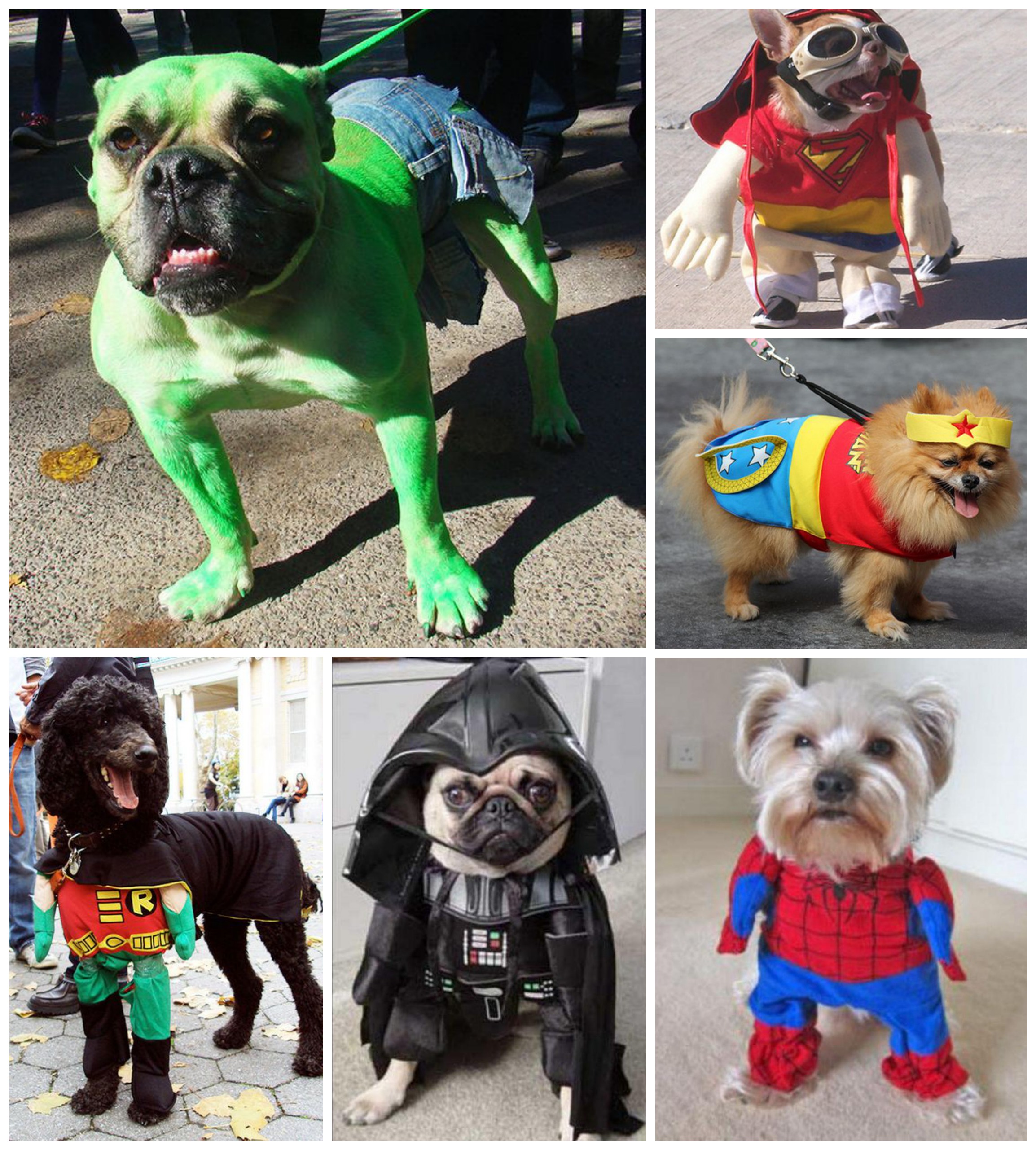chiens déguiés super héros halloween