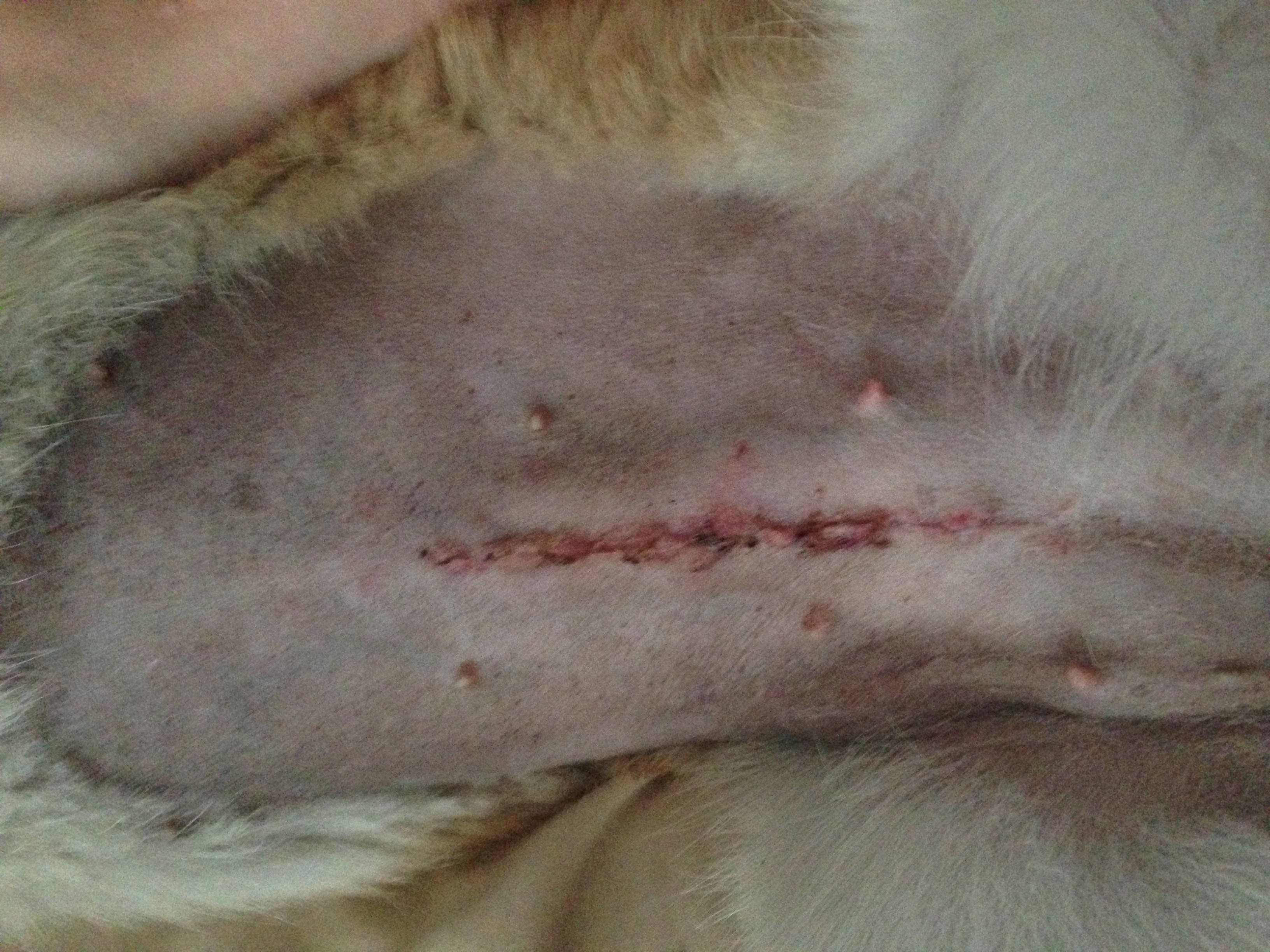 cicatrice stérilisation chienne