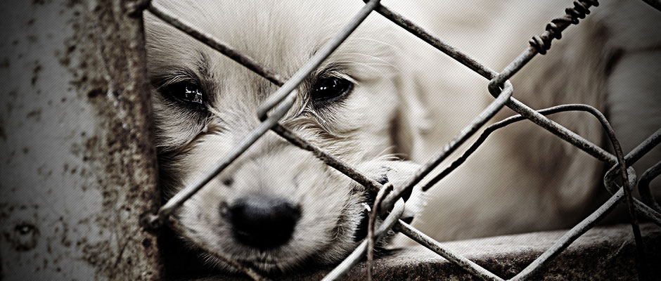 lonely-dog-in-cage1