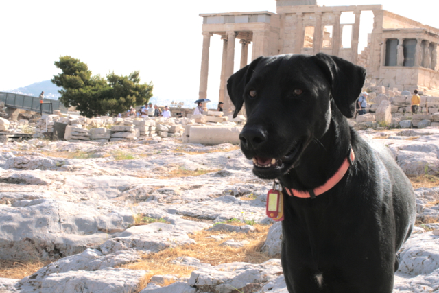 Dog in Athens