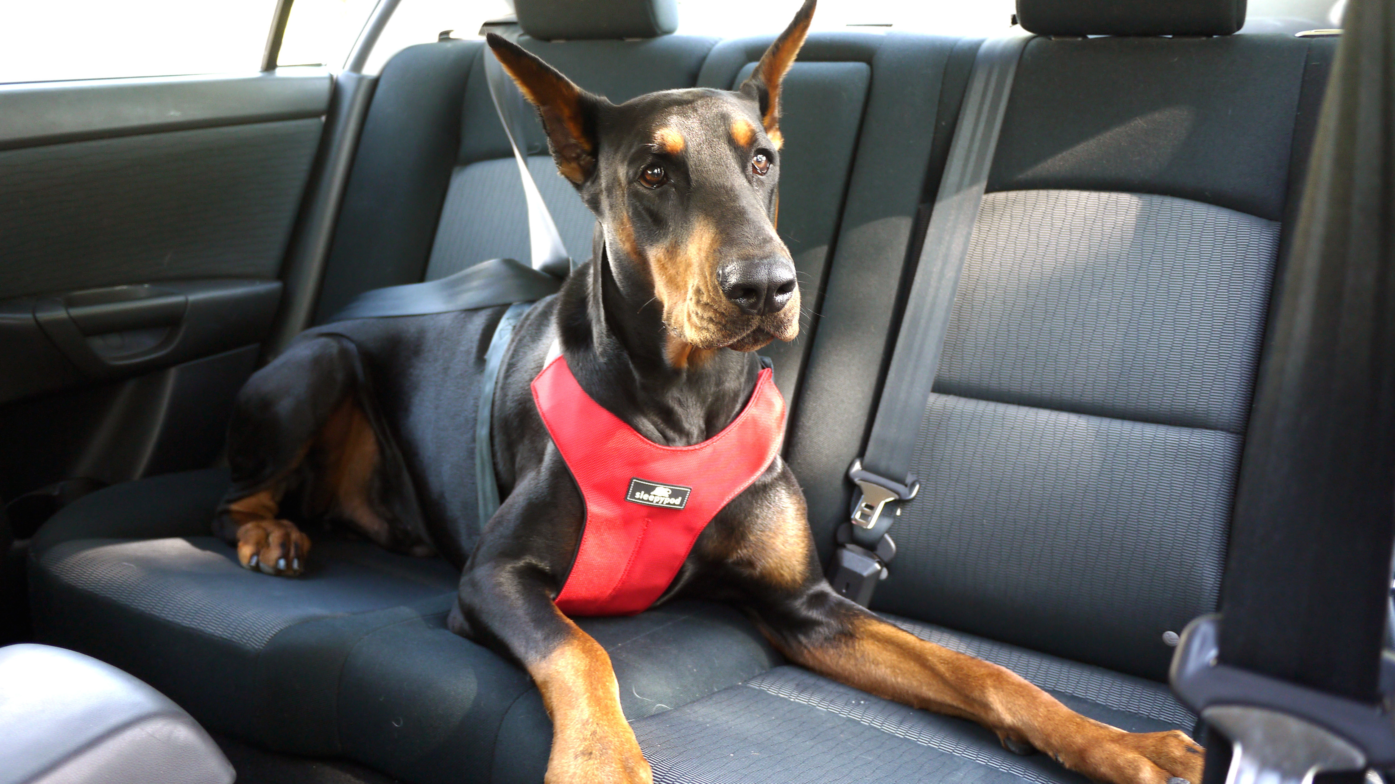 voyager en voiture chien harnais ceinture de sécurité