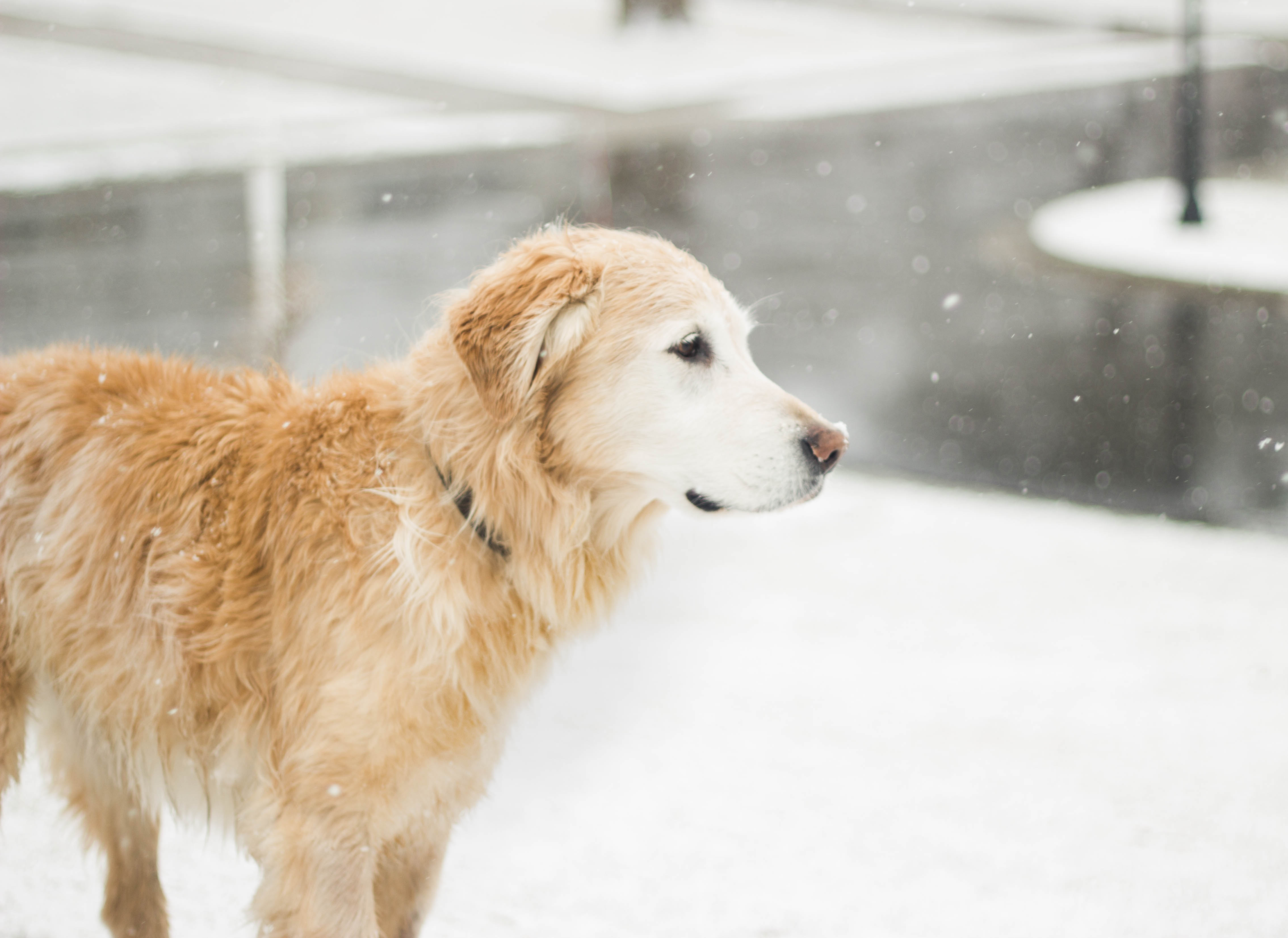 chien neige hiver