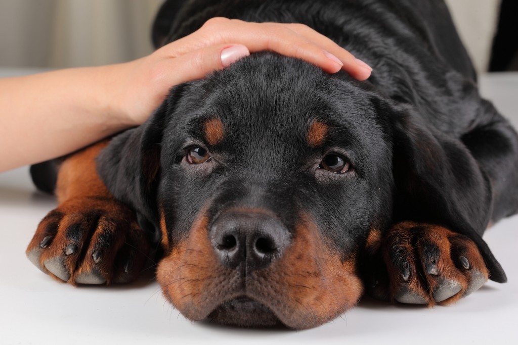 Embarazo psicológico en perras: todo lo que saber - Gublog