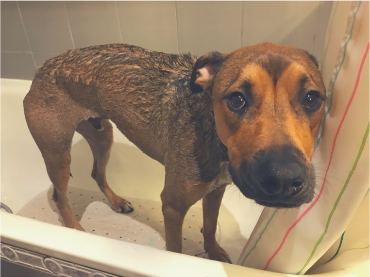  Soins à la maison doucher baigner laver chien 