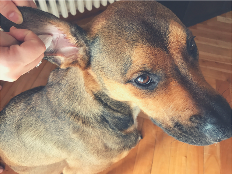 Nettoyer les oreilles de votre chien Gudog