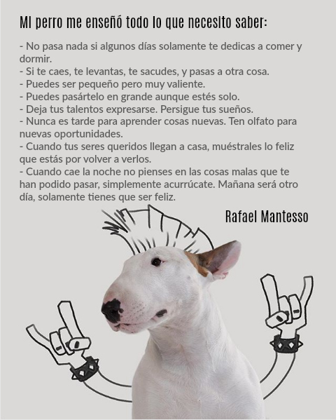 Poster Jimmy el bull terrier Rafael Mantesso