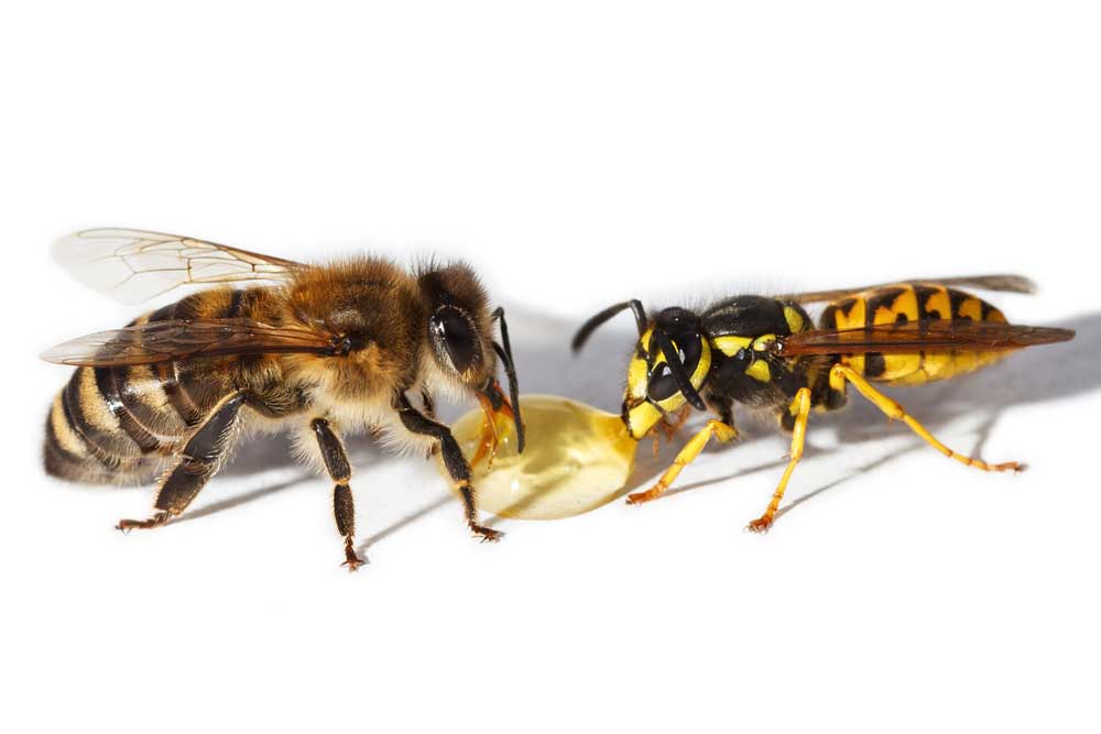 picadura avispa abeja