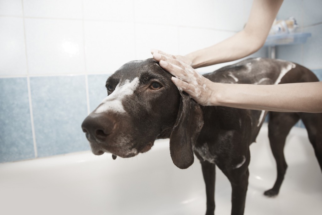 allergie chien laver brosser