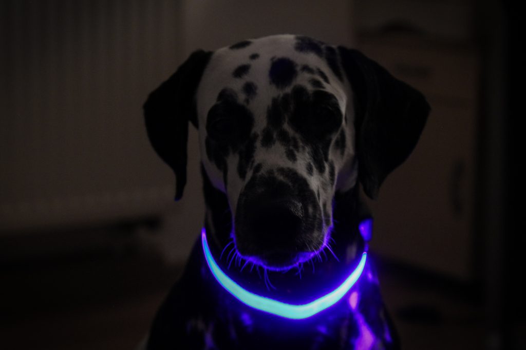 colliers lumineux pour chiens