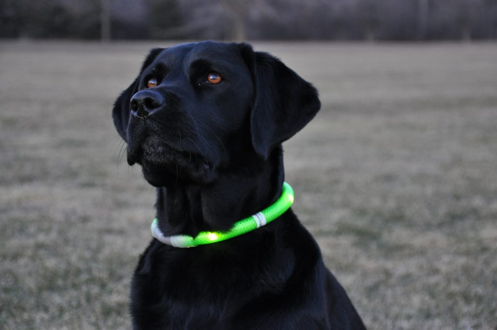 colliers lumineux pour chien