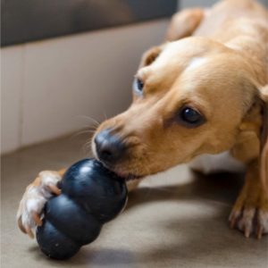 juguete rellenable perro ansiedad por separación MercadoLibre.com.ar