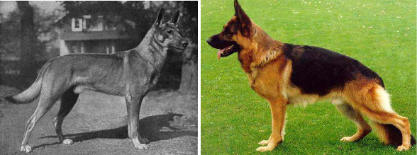 pastor alemán razas de perro