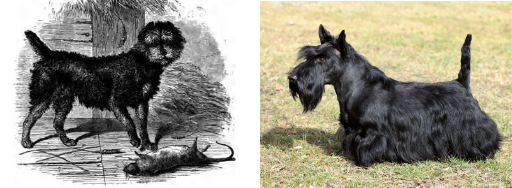 scottish terrier razas de perro