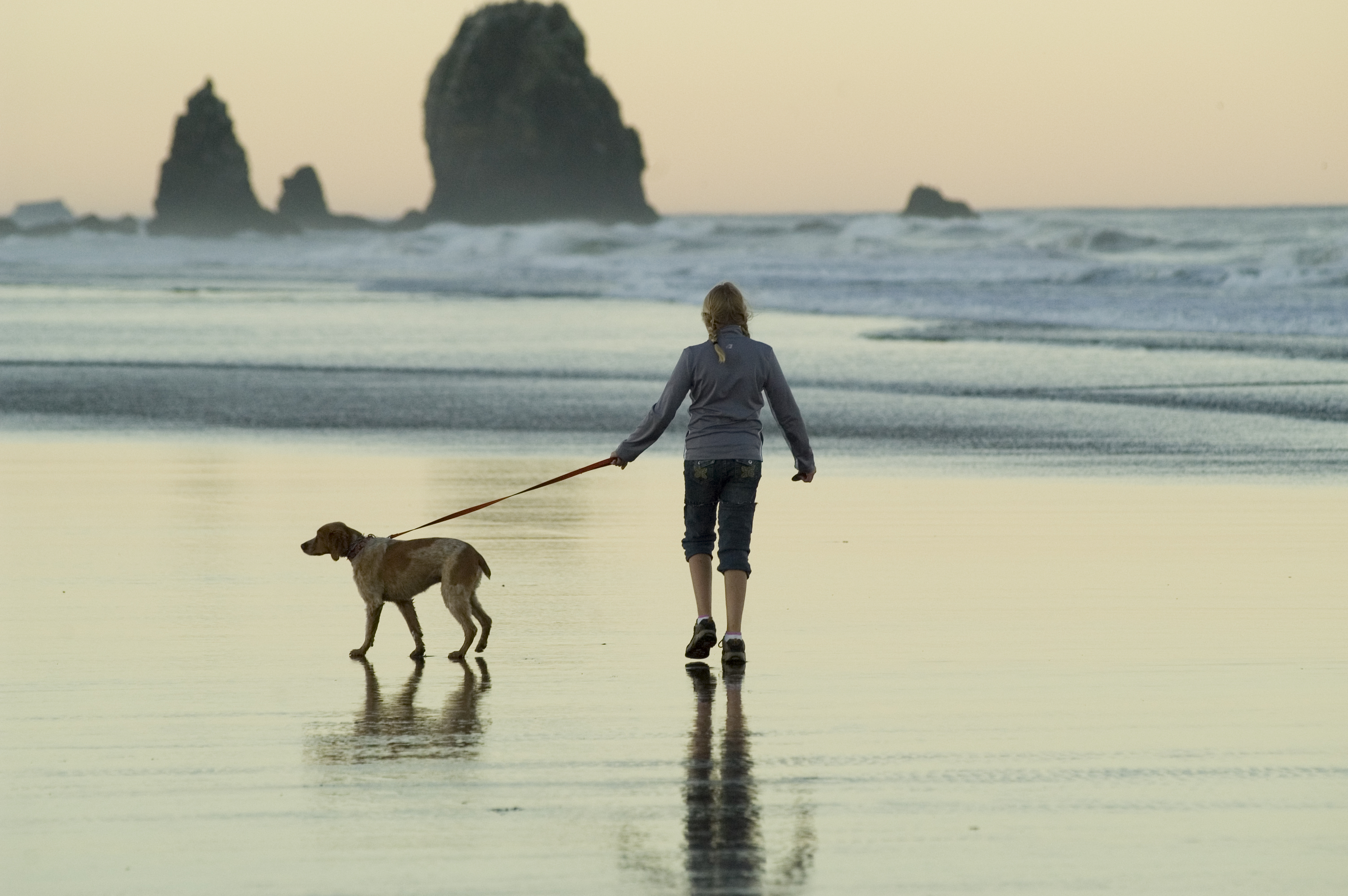 Собаки и люди на дороге. Прогулка с собакой. Люди гуляют. Человек гуляет с собакой. Мужчина с собакой на море.