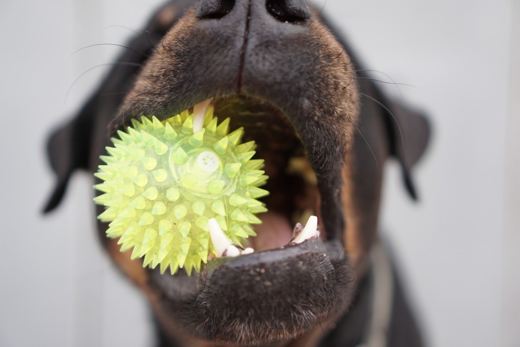 5 formas de limpiar los dientes de tu perro sin cepillo Gublog