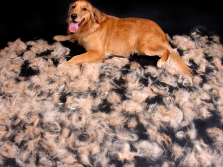 Cómo reducir la muda de pelos en perros -