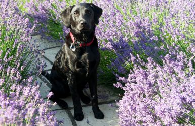 remedios naturales para perros