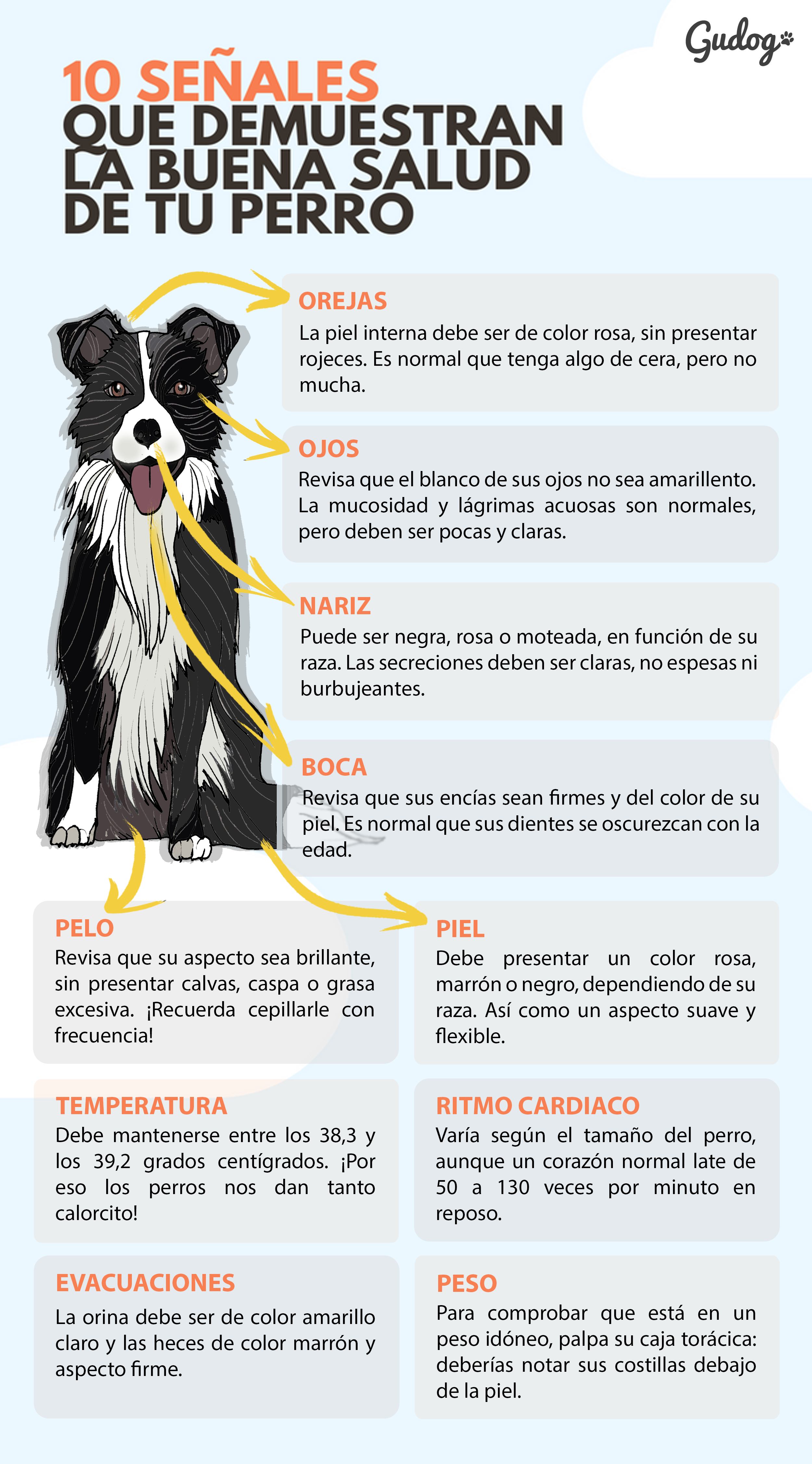 diarrea burbujeante en perros