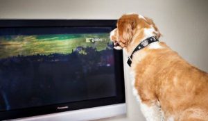 television perro ansiedad por separacion dogtv