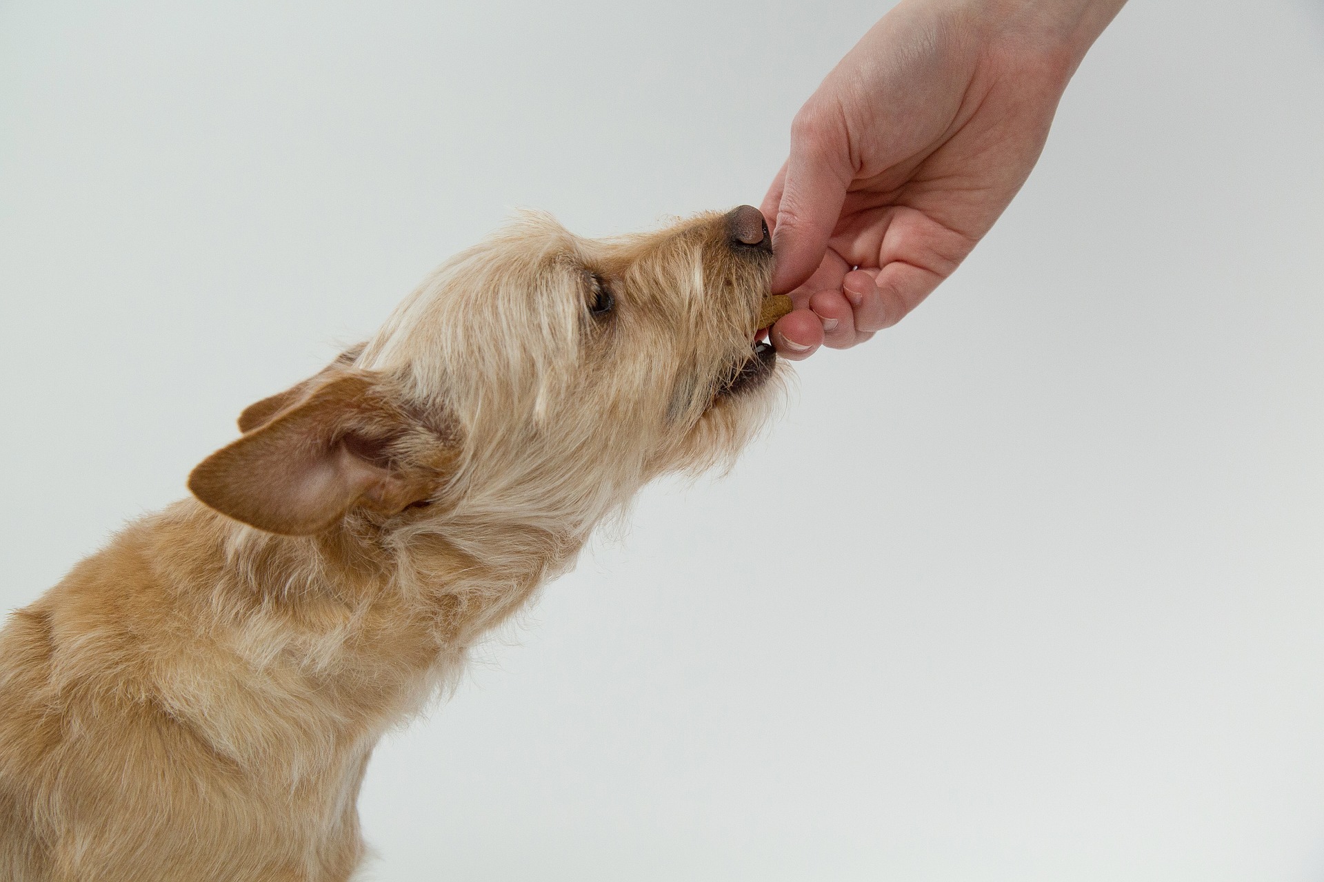 Perro comiendo