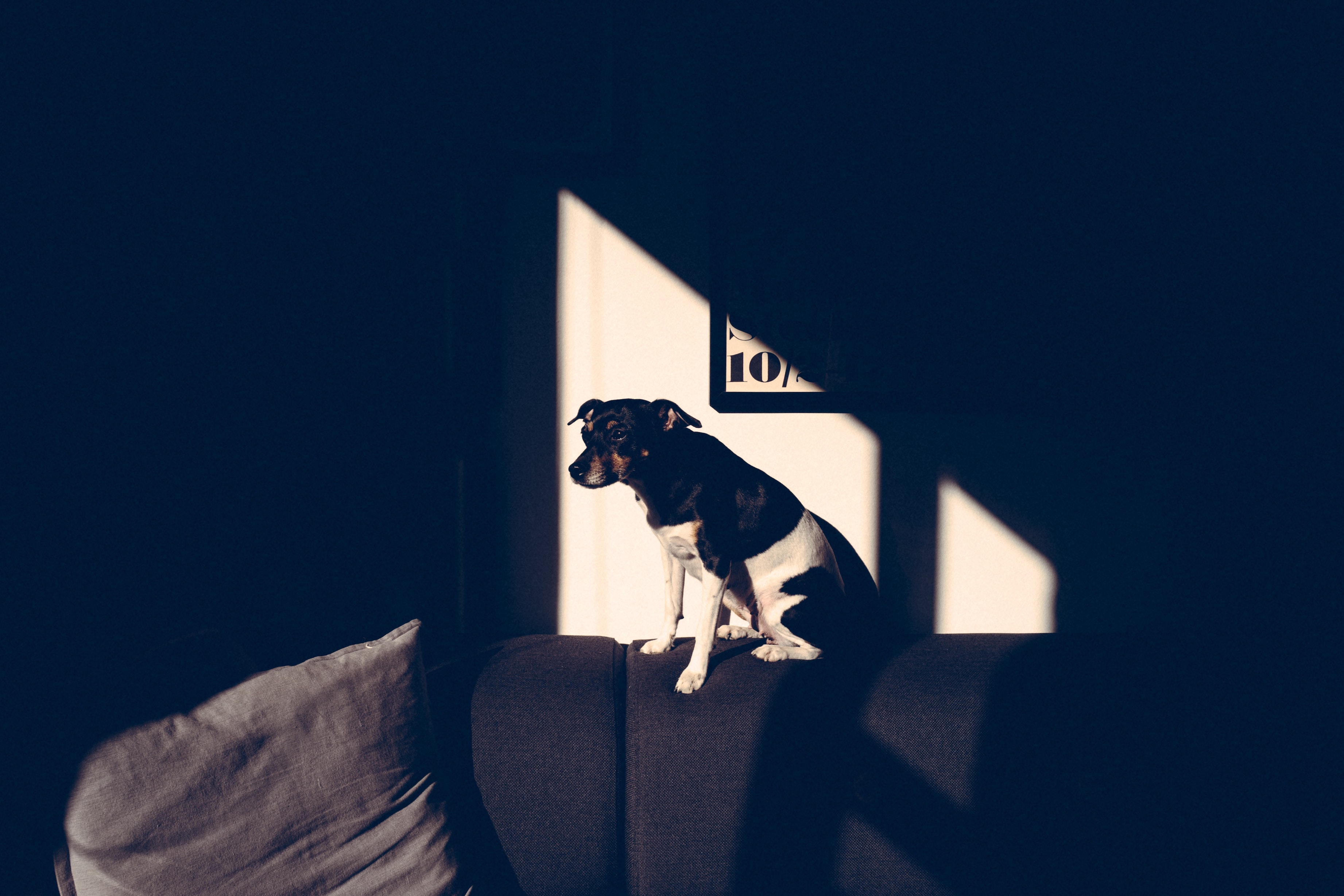 Un perro a la luz