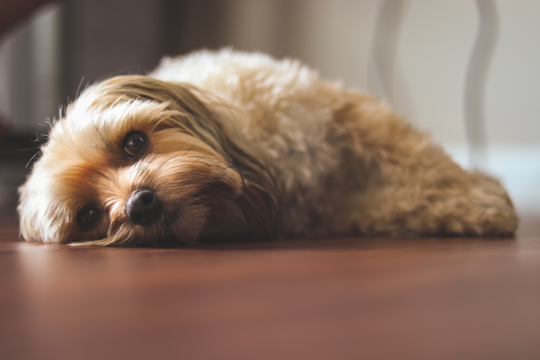 grado ganancia Quemar Qué hacer si mi perro vomita? Causas y Soluciones | Gudog