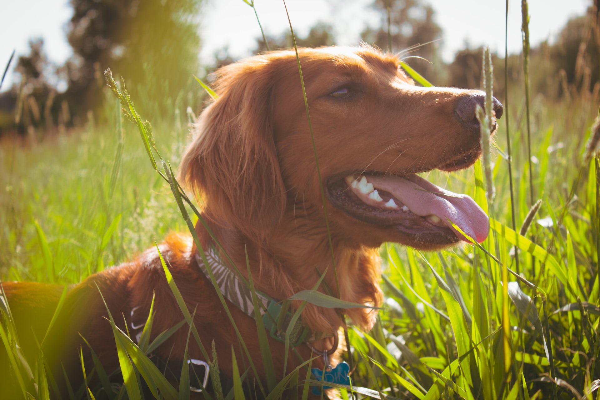Cómo proteger a tu perro de las espigas este verano