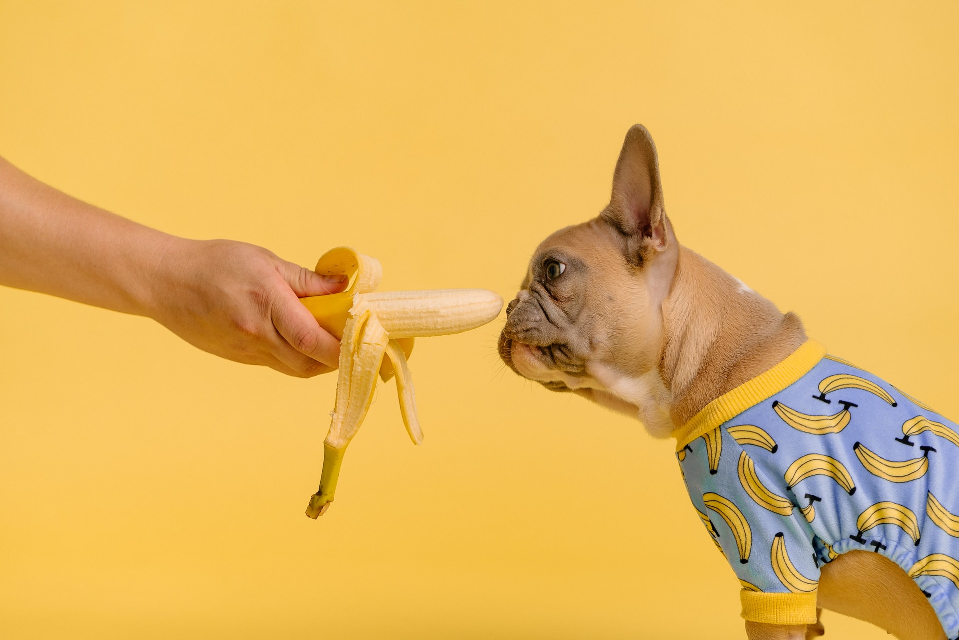 ¿Los perros pueden comer plátano?