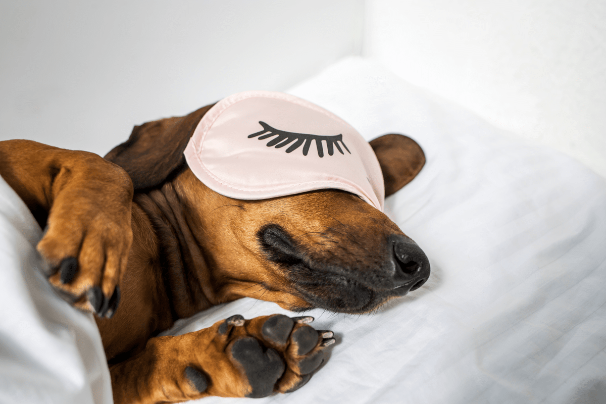 biología Patrocinar identificación Con qué sueñan los perros mientras duermen? | Gudog
