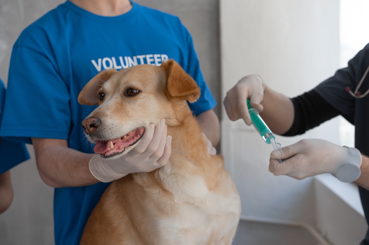 Vaccinations for dogs: which and when vaccines should be administered