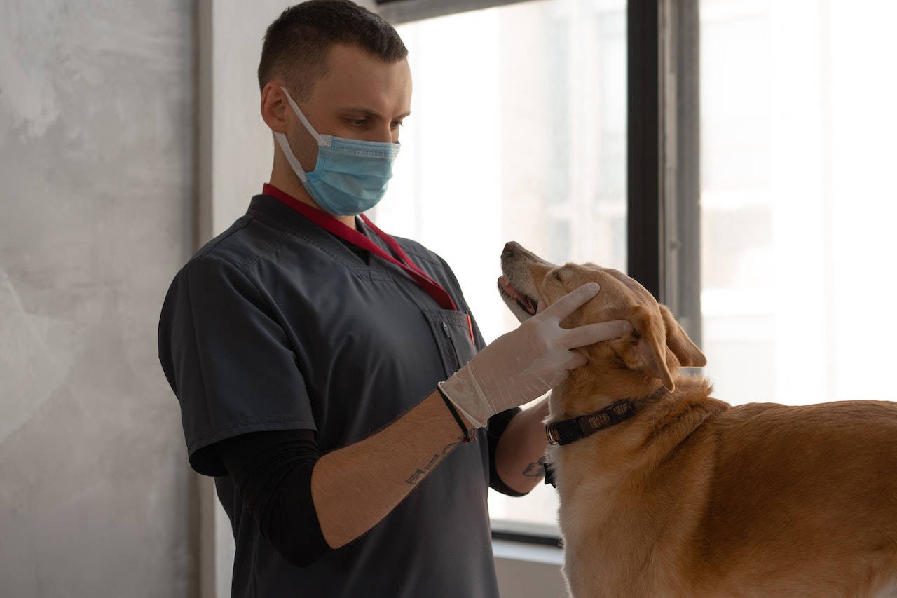 Vaccinations for dogs: which and when vaccines should be administered