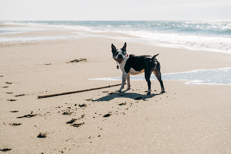 ir a la playa con perro